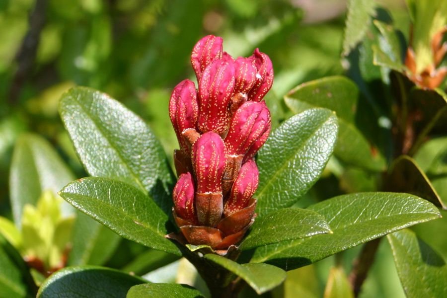 Rhododendron (Rhododendron ferrugineum)