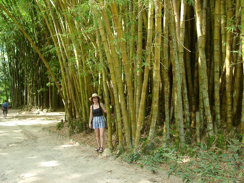 les beaux bambous !