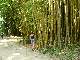les beaux bambous !