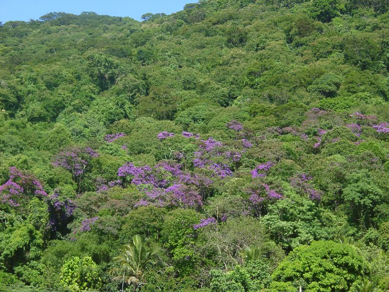 la fort tropicale atlantique se teinte de violet