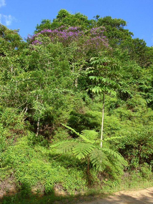 une fougre arborescente, un papayer, et des fleurs violettes