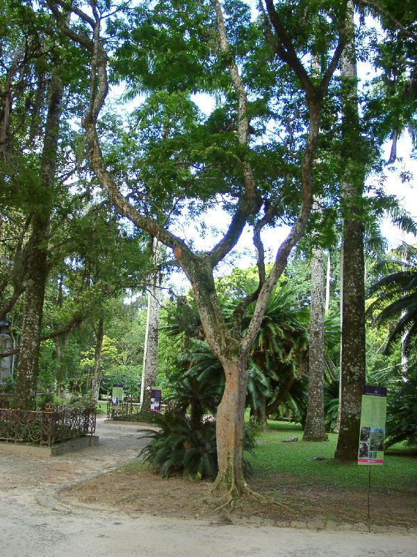 pau-brasil = Caesalpinia echinata, a donn son nom au Brsil