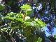 fruta-pao = Artrocarpus altilis