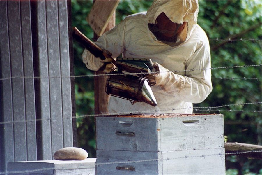 Michel enfume les ruches