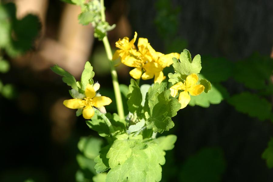 chelidoine, herbe aux verrues (Chelidonium majus)