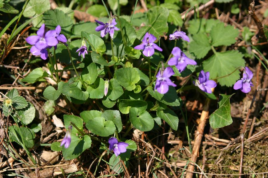 violette des bois (Viola reichenbachiana)