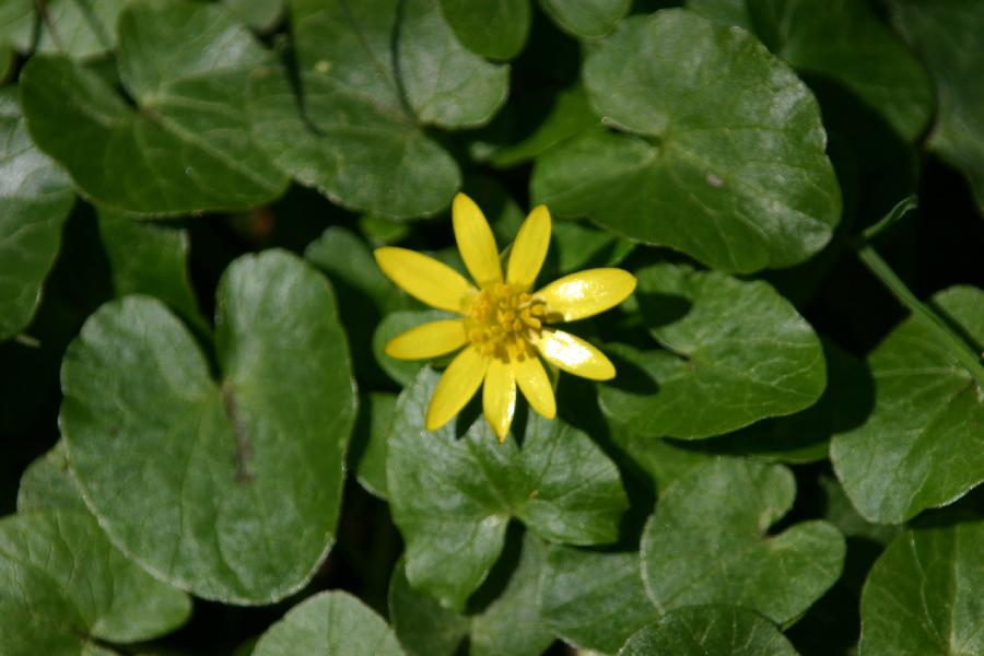 ficaire (Ranunculus ficaria)