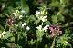 ortie blanche (Lamium album) et ortie rouge (Lamium maculatum)