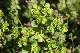 euphorbe réveille-matin (Euphorbia helioscopia)