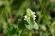 lamier pourpre, forme à fleurs blanches (Lamium purpureum)